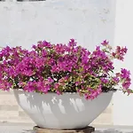 Hotel Casa Cytia