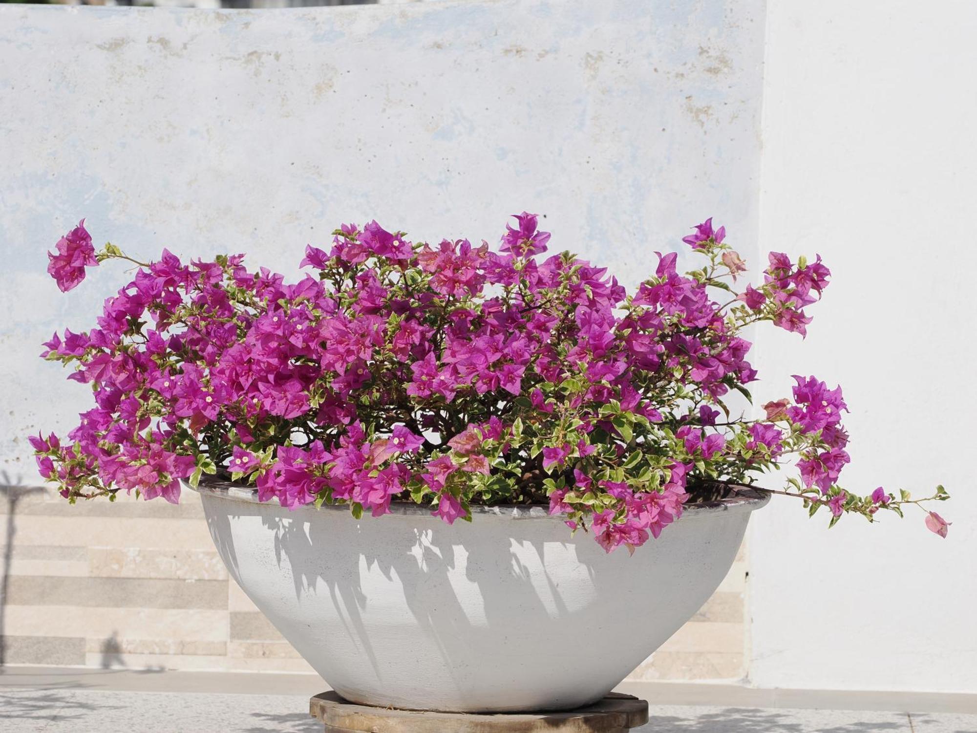 Casa Cytia Cartagena