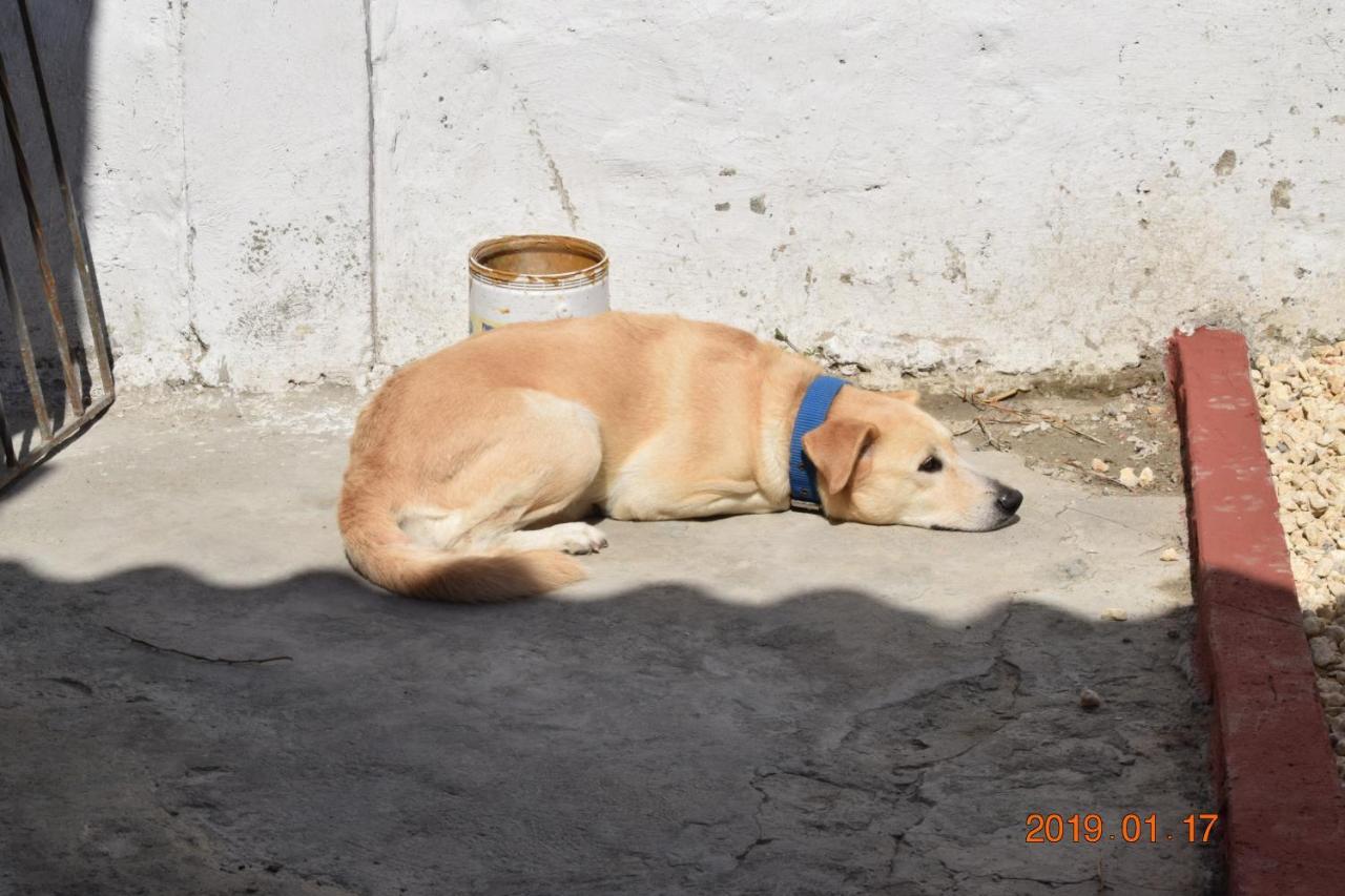 The Three Dog's House Torices * Cartagena