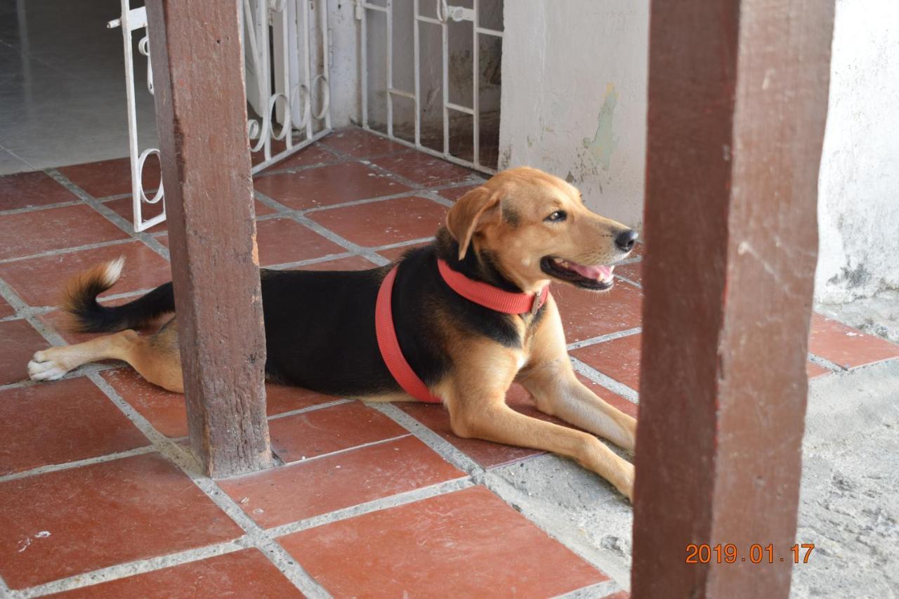Hostel The Three Dog's House Torices