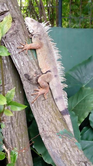 Pensión Casa Vista Iguana